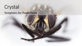  Presentation with insect - Presentation theme consisting of house fly insect - housefly musca domestica isolated background and a light gray colored foreground