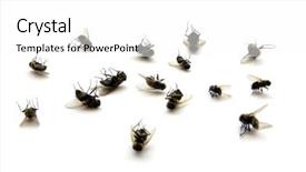 Presentation with insect - Slide deck featuring house fly insect - many dead flies isolated background and a white colored foreground