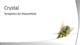  Presentation with white house - Colorful theme enhanced with house fly on white background backdrop and a white colored foreground