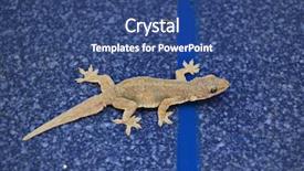  Presentation with thailand - Colorful PPT layouts enhanced with house-gecko-on-a-wall backdrop and a ocean colored foreground