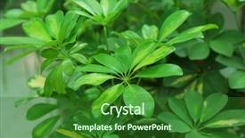  Presentation with jungle - Audience pleasing slide set consisting of house jungle - tropical plants in greenhouse close-up backdrop and a forest green colored foreground