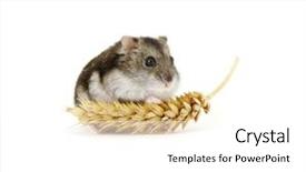  Presentation with dwarf planet - Cool new theme with house mouse - dwarf hamster isolated on white backdrop and a white colored foreground