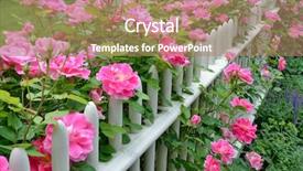  Presentation with red roses rose garden - Amazing PPT theme having house picket fence - climbing roses backdrop and a coral colored foreground