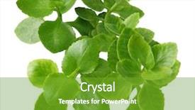  Presentation with chemistry leaves green leaf - Audience pleasing presentation theme consisting of house plant green kalanchoe leaves backdrop and a tawny brown colored foreground