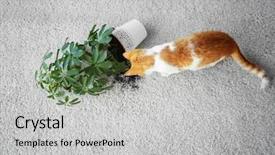  Presentation with cat - PPT theme with house plant on light carpet background and a light gray colored foreground
