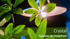  Presentation with plant - Slides consisting of house-plant-standing-nea-lamp background and a tawny brown colored foreground