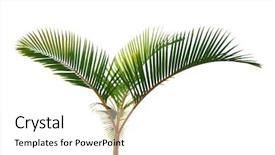  Presentation with palm tree - Slide set consisting of house plant yellow stem coco background and a white colored foreground