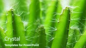  Presentation with cactus - Cool new PPT theme with house plants - abstract cactus plant backdrop and a forest green colored foreground