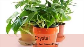  Presentation with white green - Amazing slides having house plants - assorted green houseplants in pots backdrop and a coral colored foreground