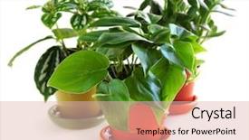  Presentation with white green - Theme with house plants - assorted green houseplants in pots background and a lemonade colored foreground