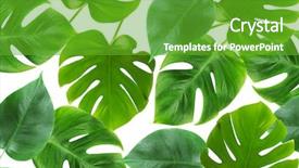  Presentation with green leaves - Theme with house plants - green leaves on white background background and a shamrock green colored foreground