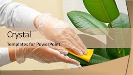  Presentation with cleaning - Slide set with house plants - hand at gloves cleaning ficus background and a lemonade colored foreground