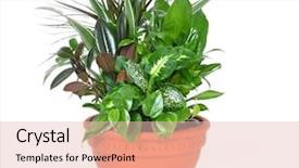  Presentation with white house - Amazing slide deck having house plants - houseplant arrangement on a white backdrop and a lemonade colored foreground