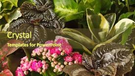  Presentation with nature - PPT layouts consisting of house plants - nature background background and a tawny brown colored foreground
