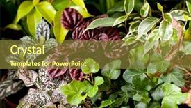  Presentation with plants - PPT layouts enhanced with house plants - nature background background and a tawny brown colored foreground