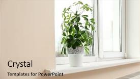  Presentation with new home - Cool new PPT layouts with house plants - new windowsill with plant backdrop and a soft green colored foreground