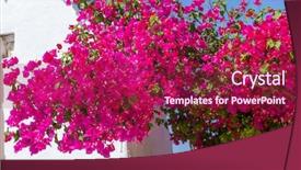  Presentation with island - Audience pleasing PPT layouts consisting of house prayer - beautiful blooming bougenvilia in emporio backdrop and a violet colored foreground