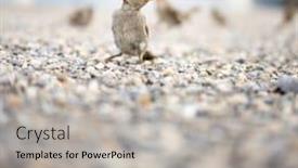  Presentation with sparrow - Beautiful PPT theme featuring house sparrow passer domesticus being cute backdrop and a light gray colored foreground