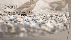  Presentation with sparrow - Slides with house sparrow passer domesticus being cute background and a soft green colored foreground