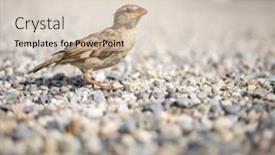  Presentation with sparrow - Presentation theme consisting of house-sparrow-passer-domesticus background and a lemonade colored foreground