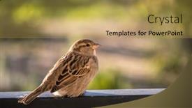  Presentation with railing - Slides enhanced with house-sparrow-perching-on-metal background and a yellow colored foreground