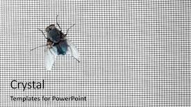  Presentation with fly - Slide deck featuring houseflies - annoying fly on window screen background and a light gray colored foreground