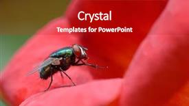  Presentation with blowfly - Beautiful slide set featuring houseflies - big very beautiful blowfly backdrop and a crimson colored foreground