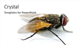  Presentation with fly - Beautiful PPT theme featuring diptera - close up of a fly backdrop and a white colored foreground