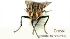  Presentation with house fly insect close up - Colorful theme enhanced with houseflies - common house fly on white backdrop and a cream colored foreground