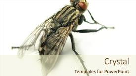  Presentation with white house - PPT theme having flies bugs - common house fly on white background and a white colored foreground