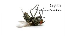  Presentation with fly - Colorful slide set enhanced with flies bugs - dead fly isolated backdrop and a white colored foreground
