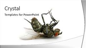  Presentation with fly - Colorful slide deck enhanced with flies bugs - dead fly isolated backdrop and a white colored foreground
