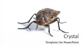  Presentation with house fly insect macro - Cool new presentation design with houseflies - fly macro on white background backdrop and a white colored foreground