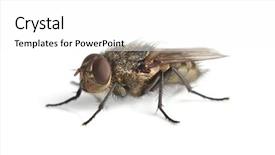 Presentation with fly - Cool new PPT theme with houseflies - fly macro on white background backdrop and a white colored foreground