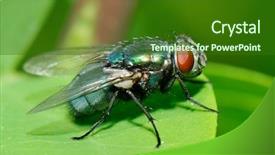  Presentation with fly - Colorful PPT theme enhanced with houseflies - fly on leaf outdoor backdrop and a  colored foreground