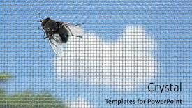  Presentation with fly - Colorful slides enhanced with houseflies - fly on window screen closeup backdrop and a light blue colored foreground