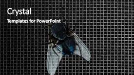  Presentation with fly - PPT layouts featuring houseflies - fly on window screen closeup background and a dark gray colored foreground