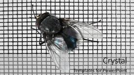  Presentation with fly - Presentation theme having houseflies - fly on window screen closeup background and a light gray colored foreground