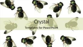  Presentation with white house - Colorful slides enhanced with diptera - group of dead house flies backdrop and a soft green colored foreground