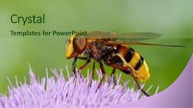  Presentation with hornet - Presentation theme enhanced with diptera - hornet mimic hoverfly volucella zonaria background and a seafoam green colored foreground