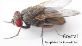  Presentation with houseflies - Amazing presentation design having houseflies - house fly isolated on white backdrop and a white colored foreground