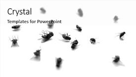  Presentation with flies nervous system - Slides having houseflies - many dead flies isolated background and a white colored foreground