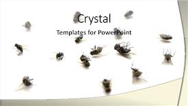  Presentation with walking dead - Amazing slide deck having many several dead flies backdrop and a white colored foreground