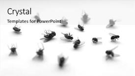  Presentation with walking dead - Amazing slide deck having many several dead flies backdrop and a white colored foreground
