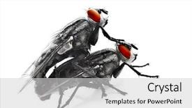 Presentation with red white grey - Cool new PPT theme with houseflies - mating flyes two common grey backdrop and a light gray colored foreground