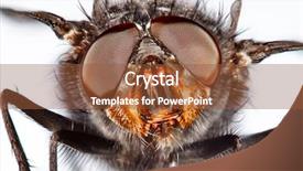  Presentation with eye retina - Amazing presentation design having eye retina - housefly close-up on a white backdrop and a red colored foreground