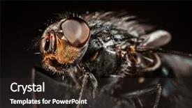  Presentation with gray - Slides having stable flies - housefly close-up on a gray background and a tawny brown colored foreground