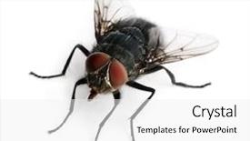  Presentation with animal pets on white - Audience pleasing slides consisting of houseflies - housefly musca domestica in front backdrop and a white colored foreground