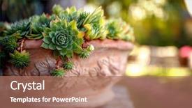  Presentation with sunlight - Beautiful PPT theme featuring houseleek in flower pot backdrop and a coral colored foreground