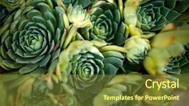  Presentation with free nature - Presentation design consisting of houseleek plant background sempervivum tectorum background and a tawny brown colored foreground